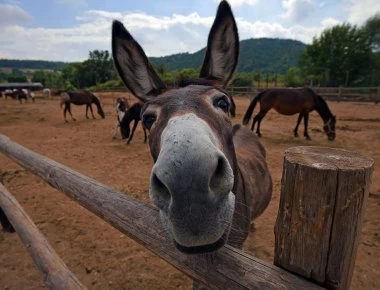 Όσα δεν ξέρετε για τη νέα υπερτροφή - Το Γάλα Γαϊδούρας